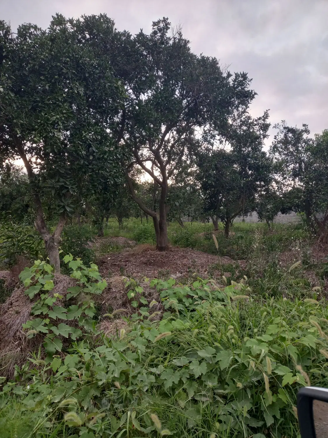 زمین آپارتمانی