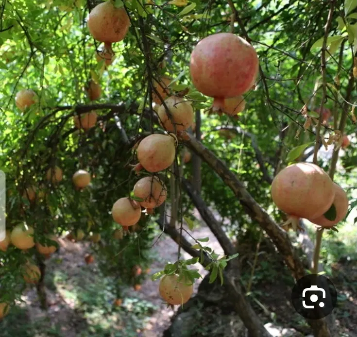 باغ شاهدیه