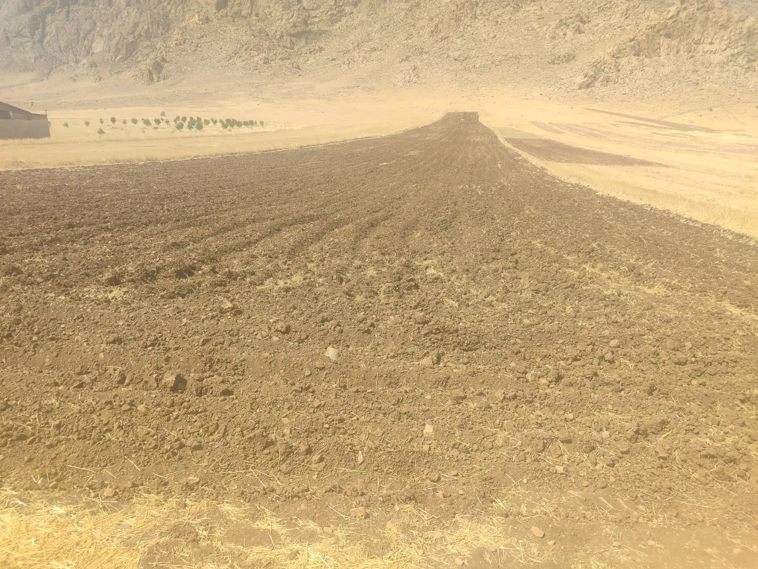 زمین کشاورزی