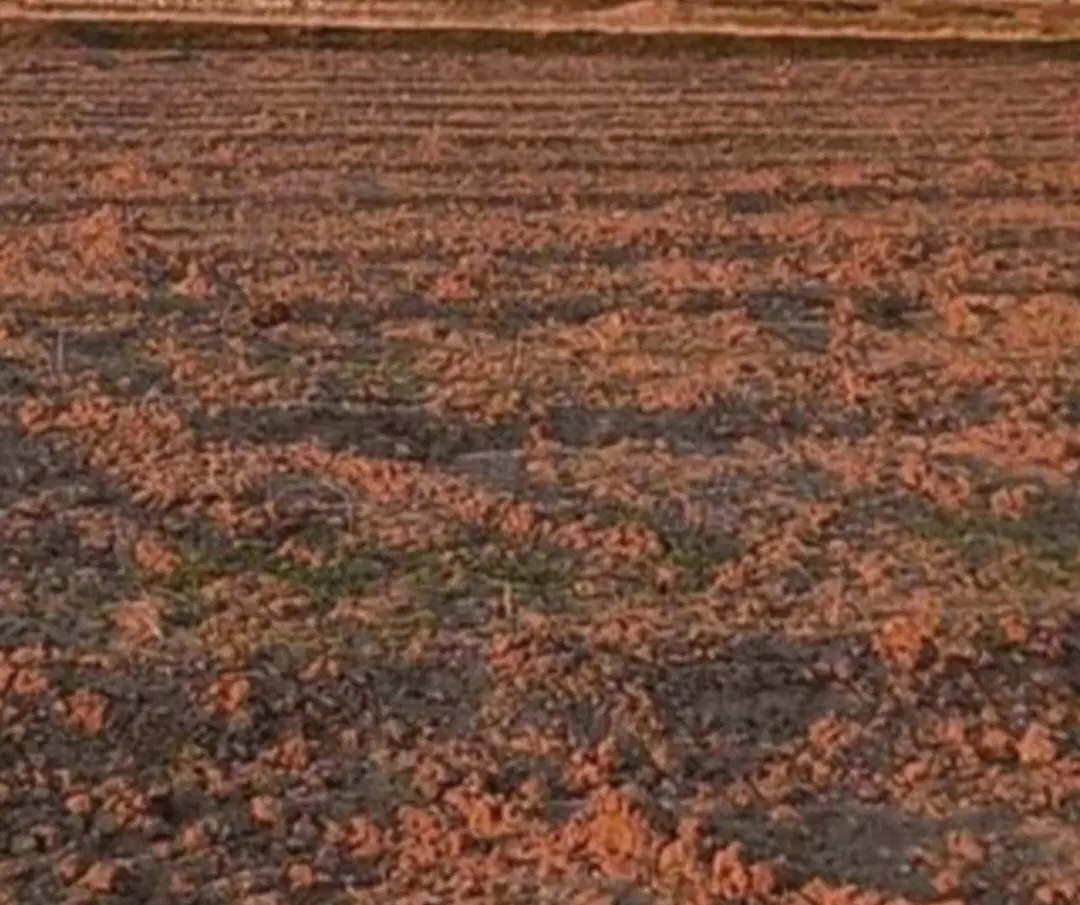 زمین کشاورزی مرغوب برای باغ وویلادردهستان النجق