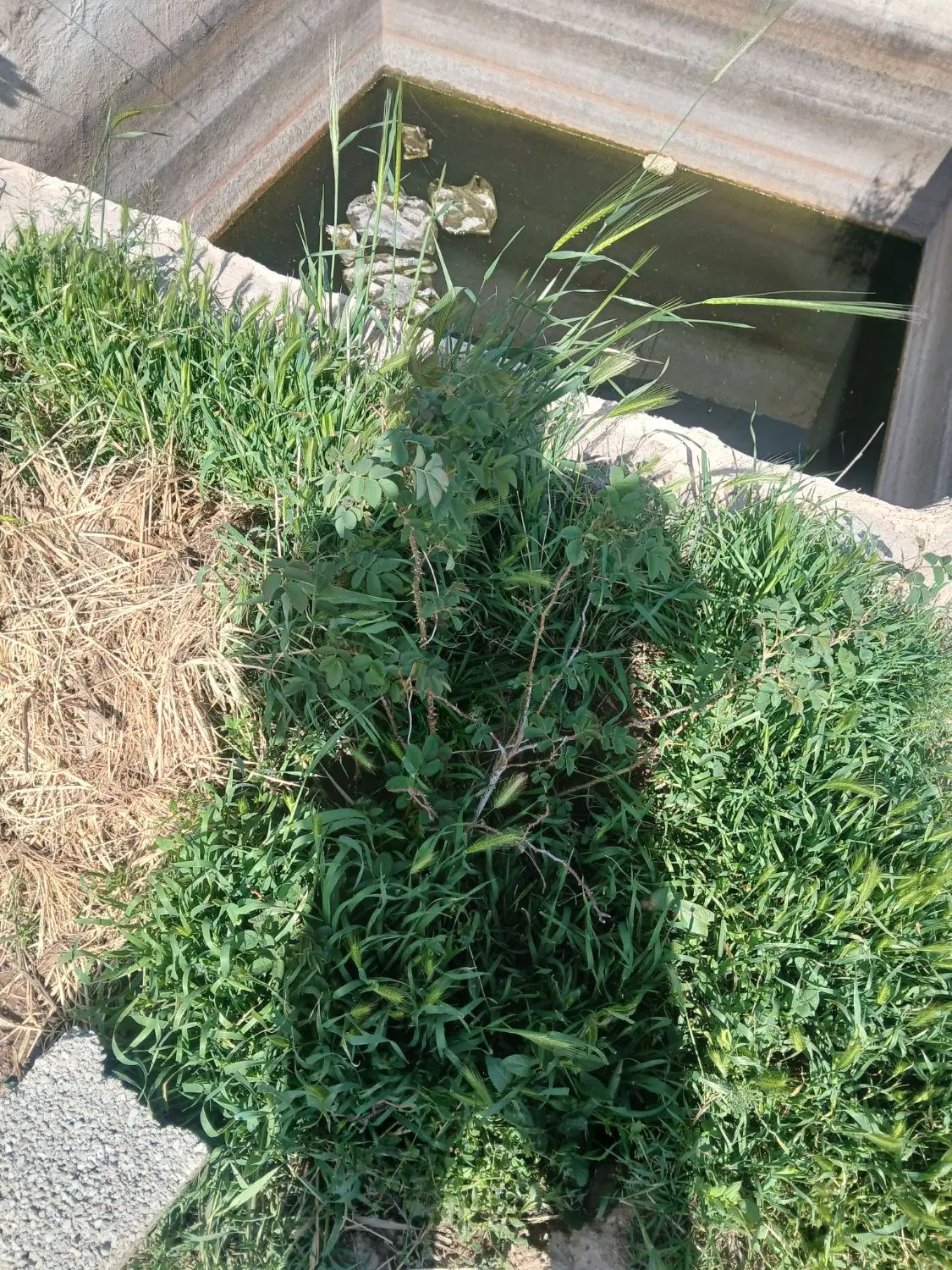 باغچه ۵۰۰متری  تخت رستم