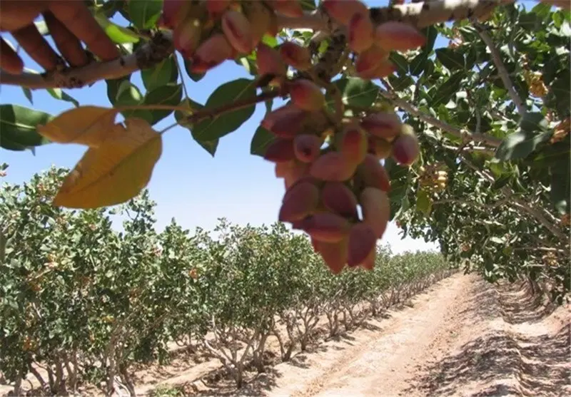 زمین پسته احمدآقایی