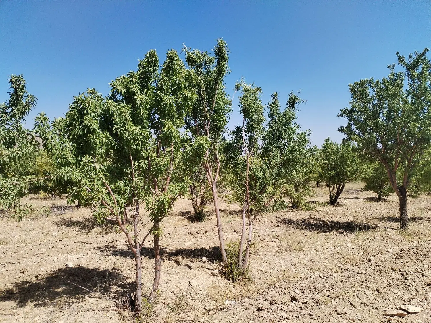 باغ ۴۵۰۰ متری دو نبش در افوس شهر چشمه‌ها