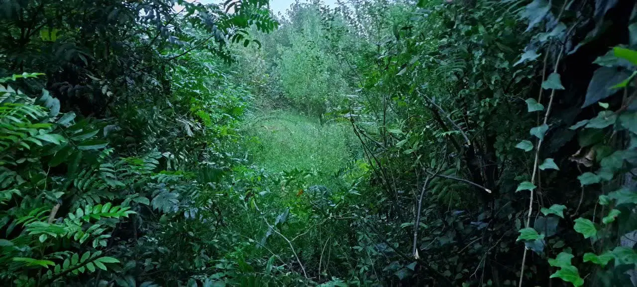 خونه باغ قدیمی در یکی از بهترین لوکیشن های کردان