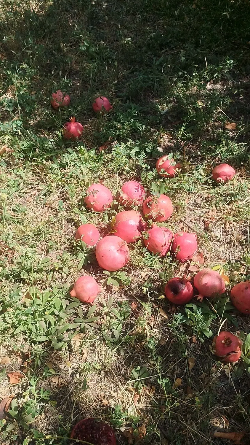باغ مثمر در کوهپایه
