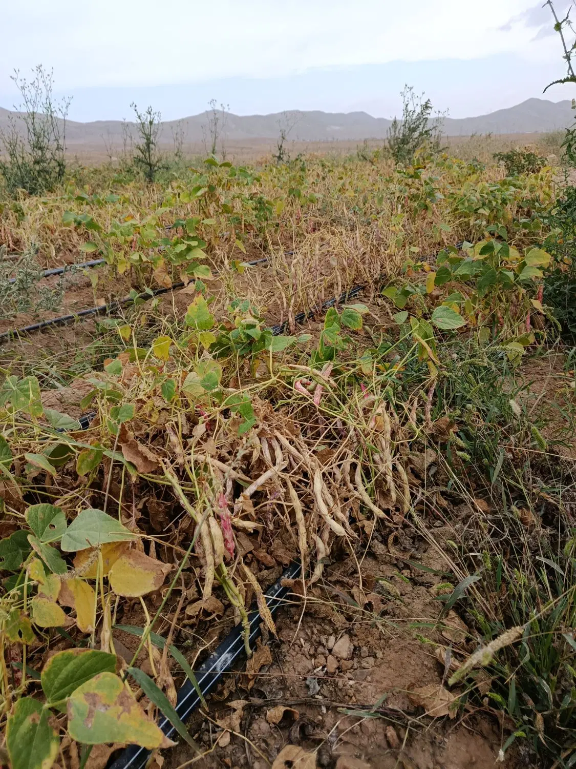 زمین فروشی