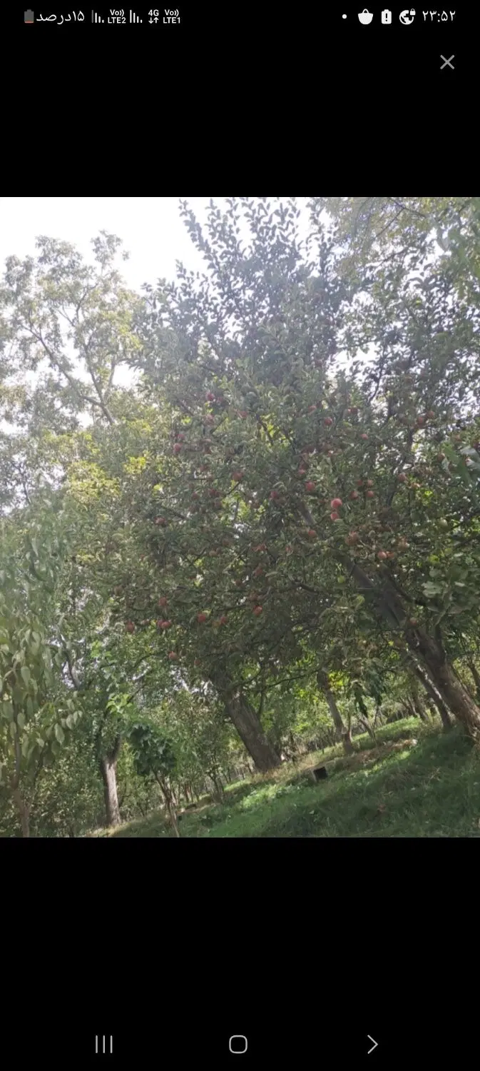 باغ سیب در حوالی روستا خسروآباد و گلعذان