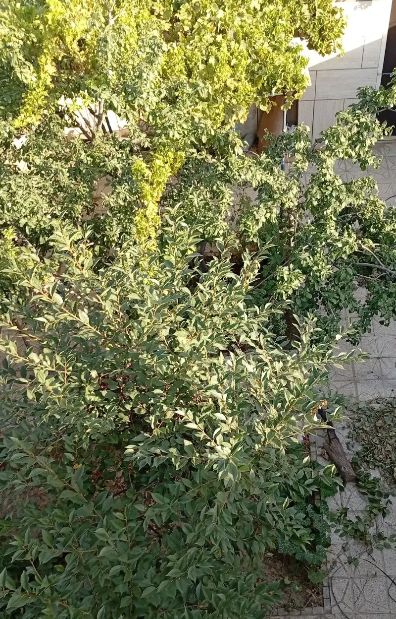 فروش منزل ویلایی