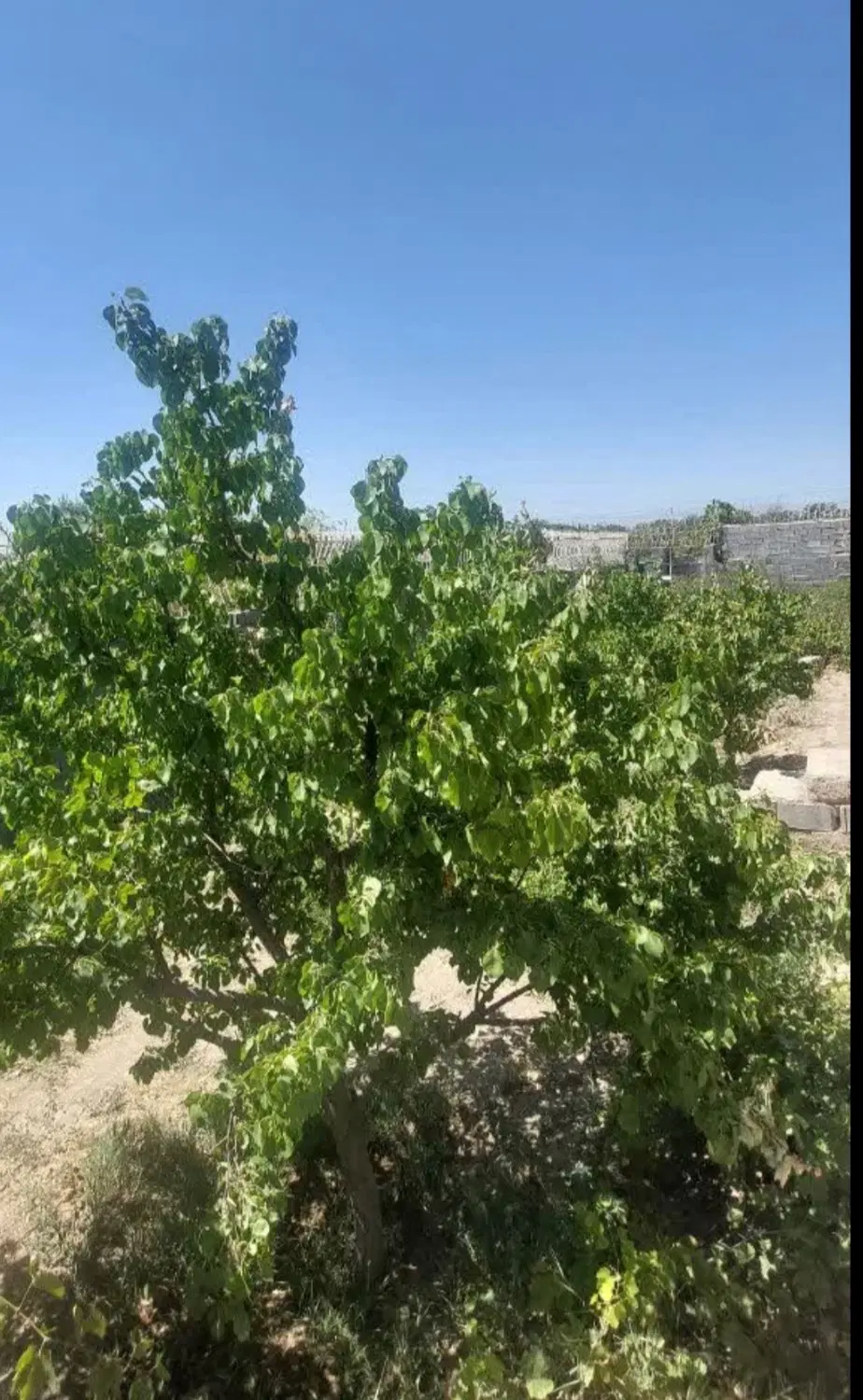 فروش باغچه واقع در شاهنامه‌۳۶