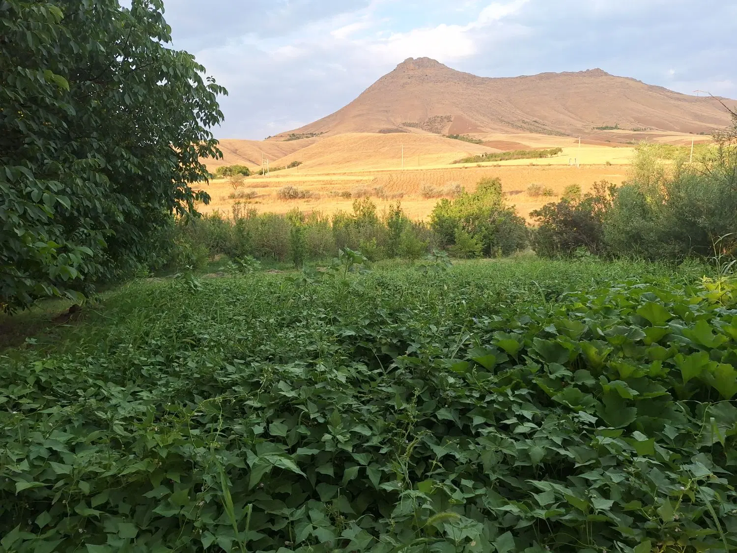 زمین کشاورزی