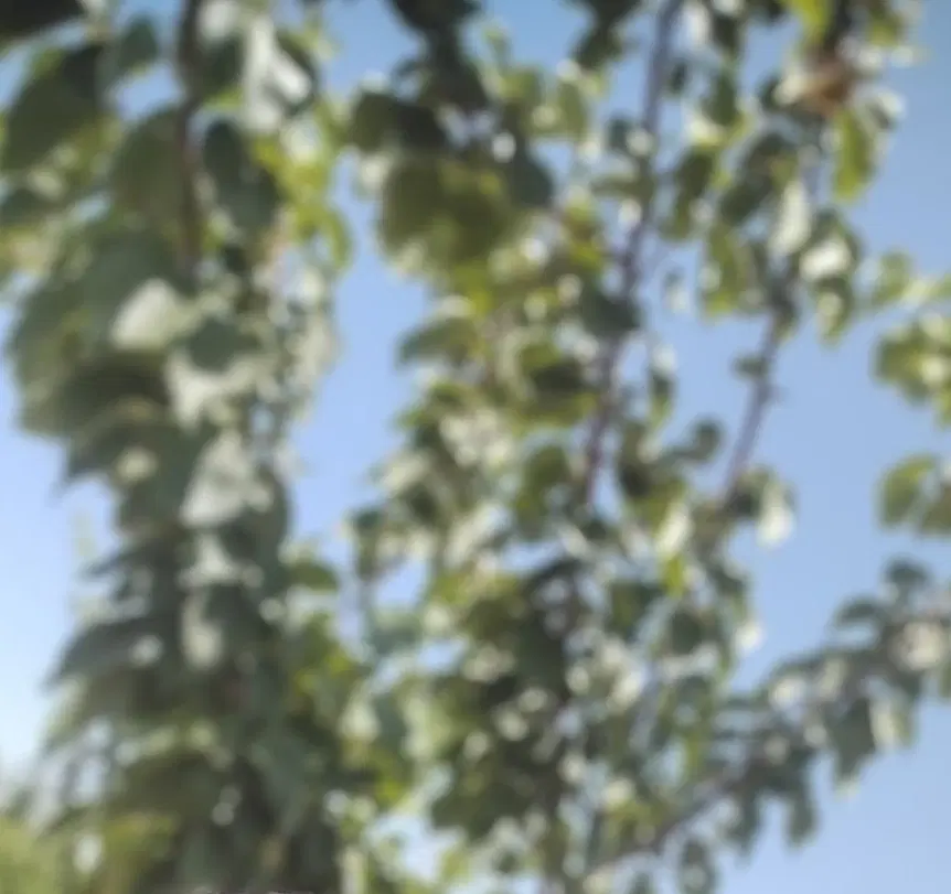 دامداری