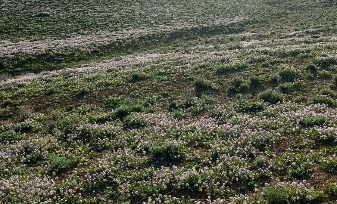 فروش زمین