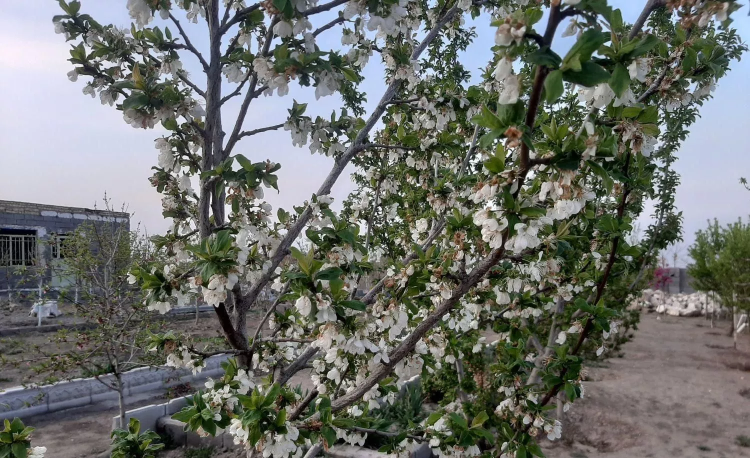 باغچه ۵۰۰متری در محیطی دنج