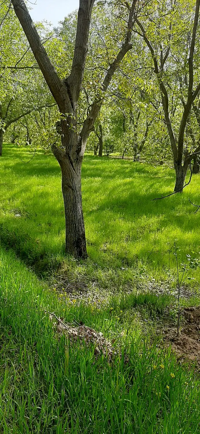 باغ تفریحی