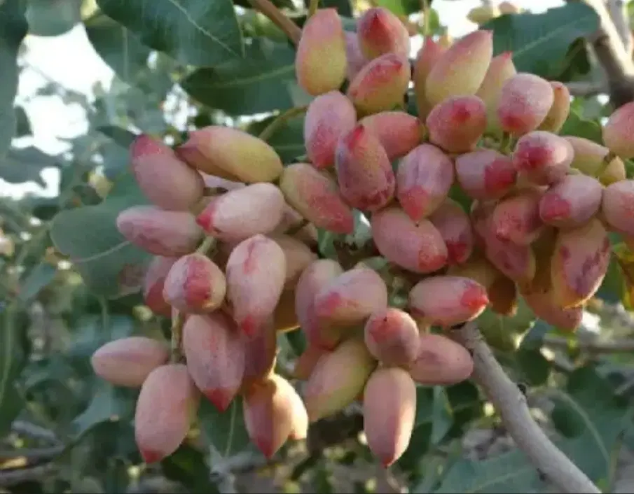 زمین پسته