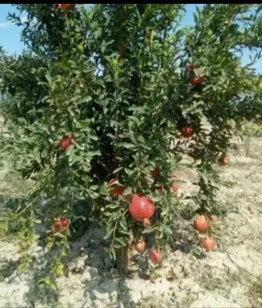 زمین باغی در بافت مسکونی روستای نوده ملک
