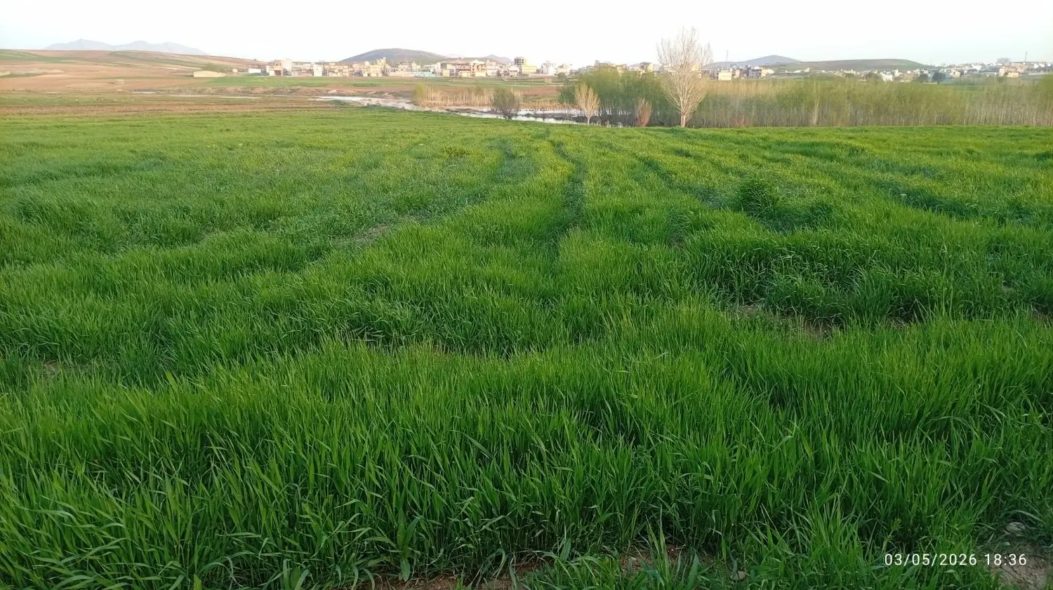 یک قطعه زمین ساختمانی تفکیک نشده در چشمه کرم
