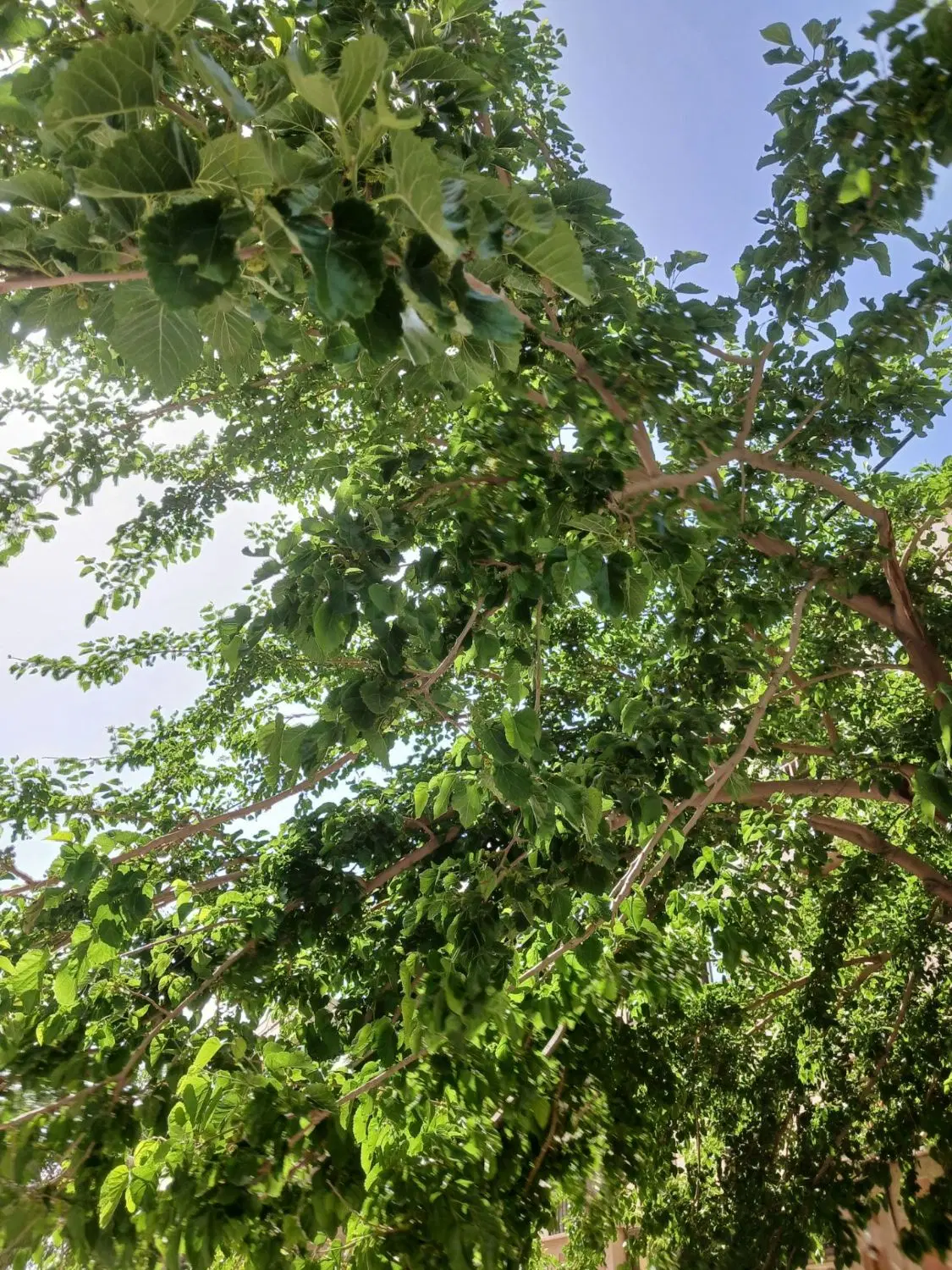فروش باغ