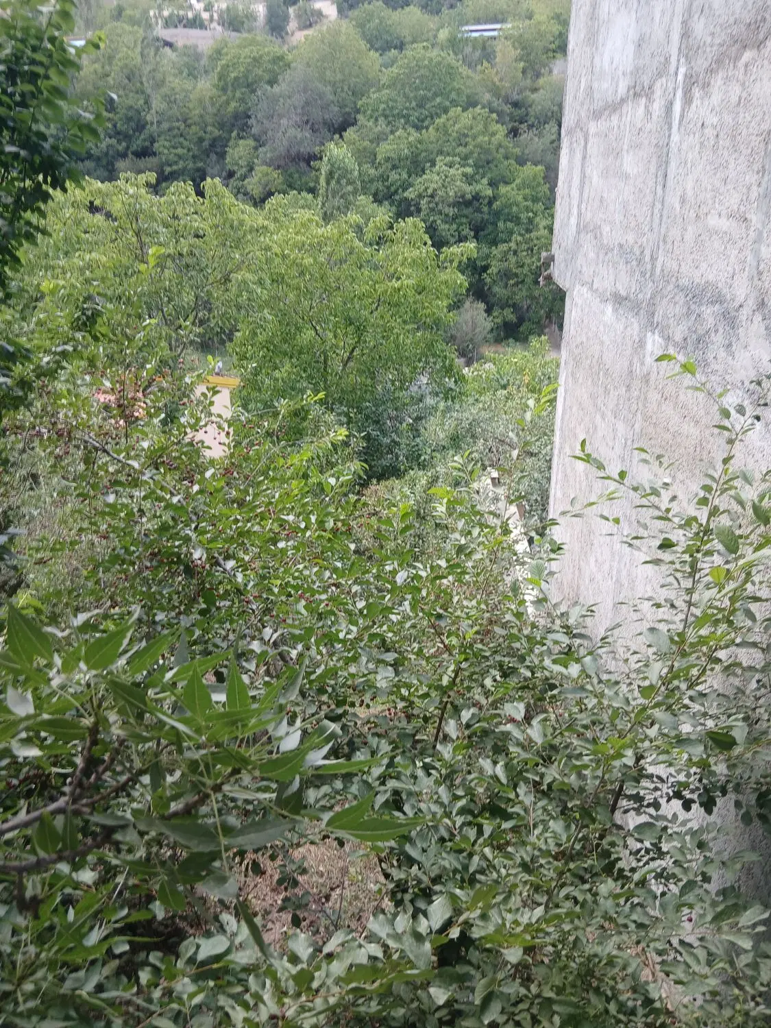 باغچه .زمین نیکنام ده