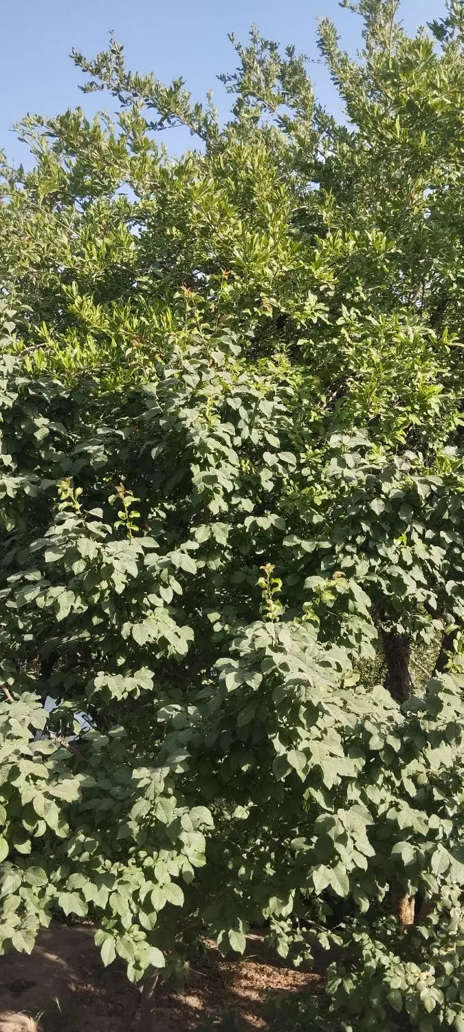 خانه ویلایی در ماهان