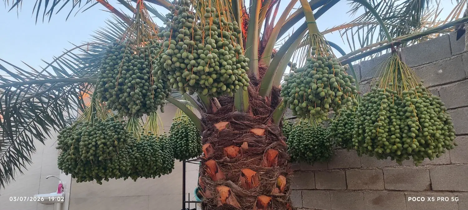 تنگه یک