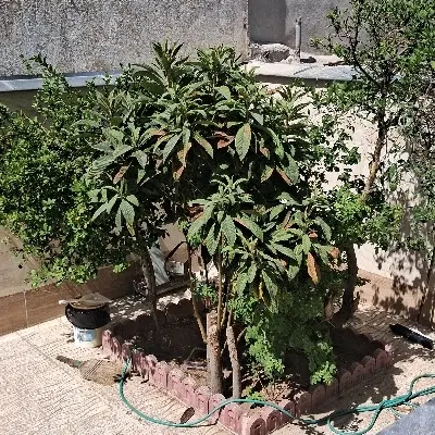 منزل ویلایی حیاط دار