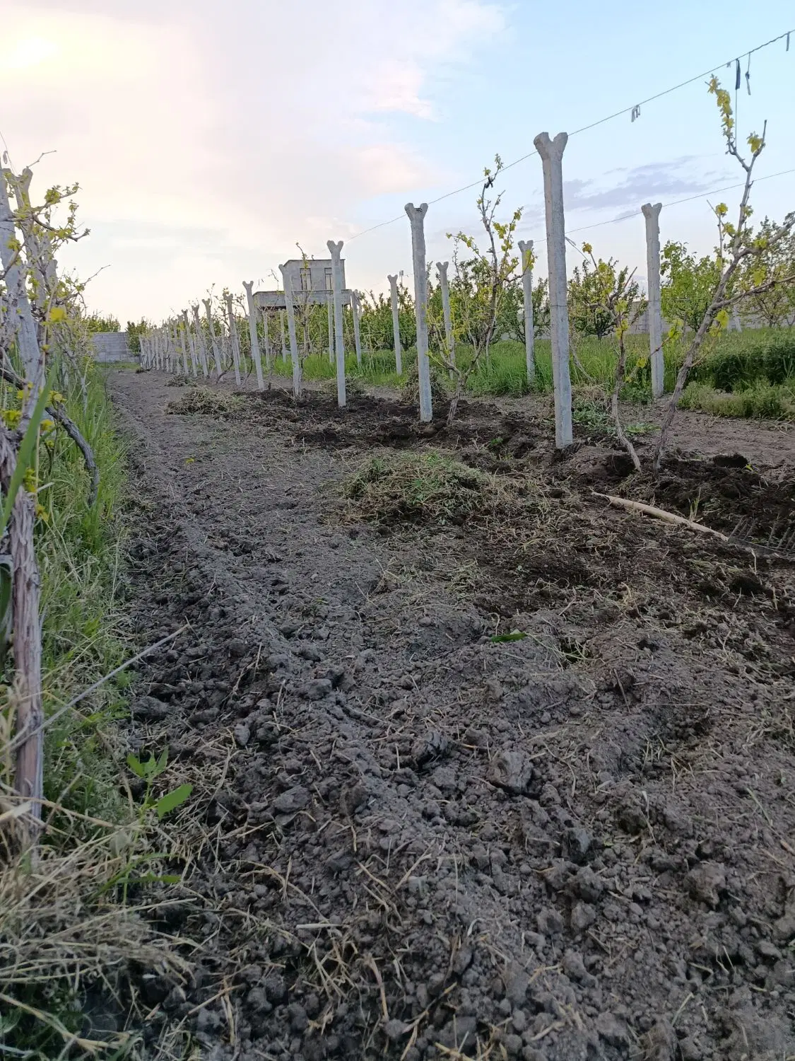 زمین به متراژ ۲۰۸۰متر واقع در روستای بوربون آباد