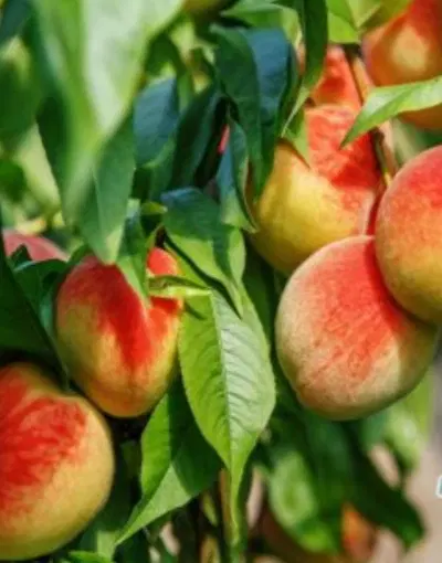 اجاره باغ میوه
