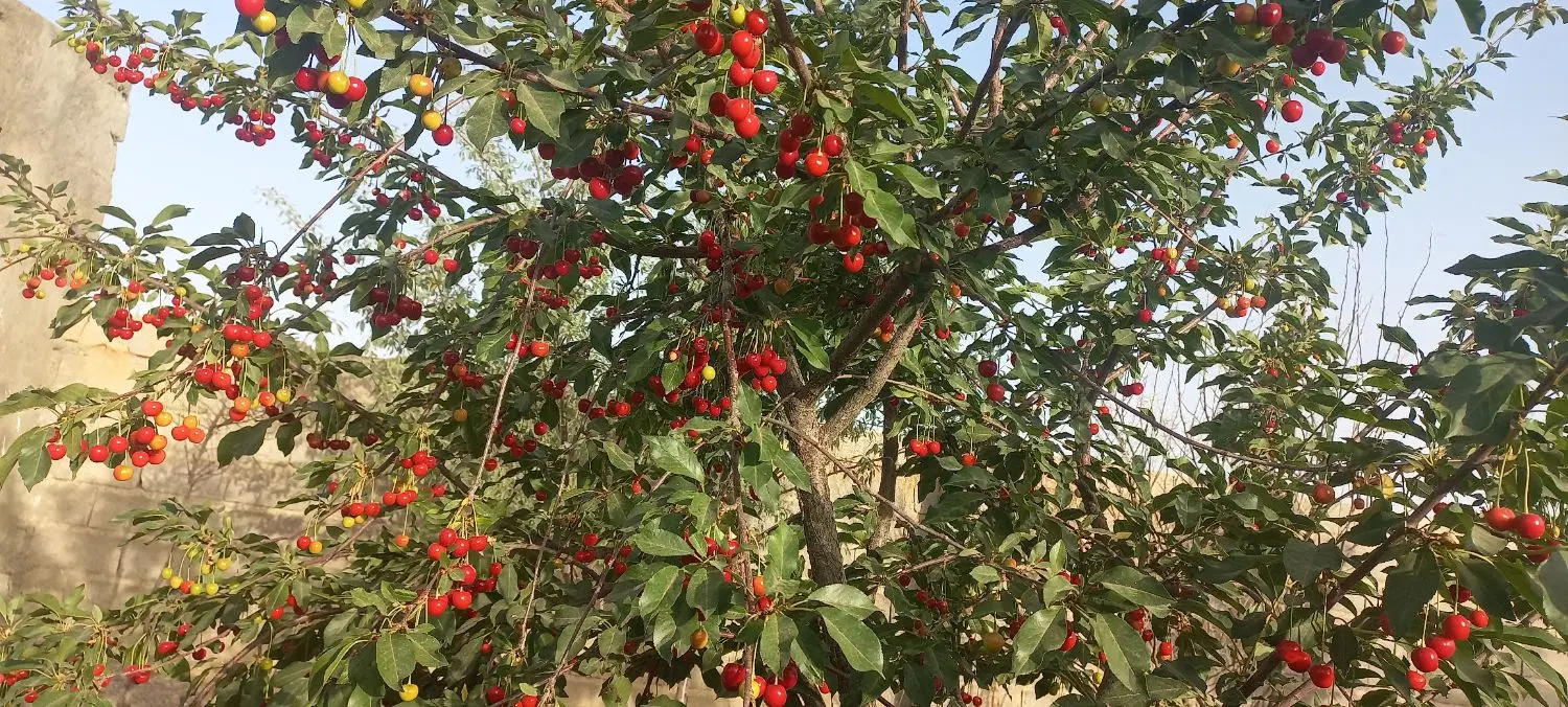 فروش باغ