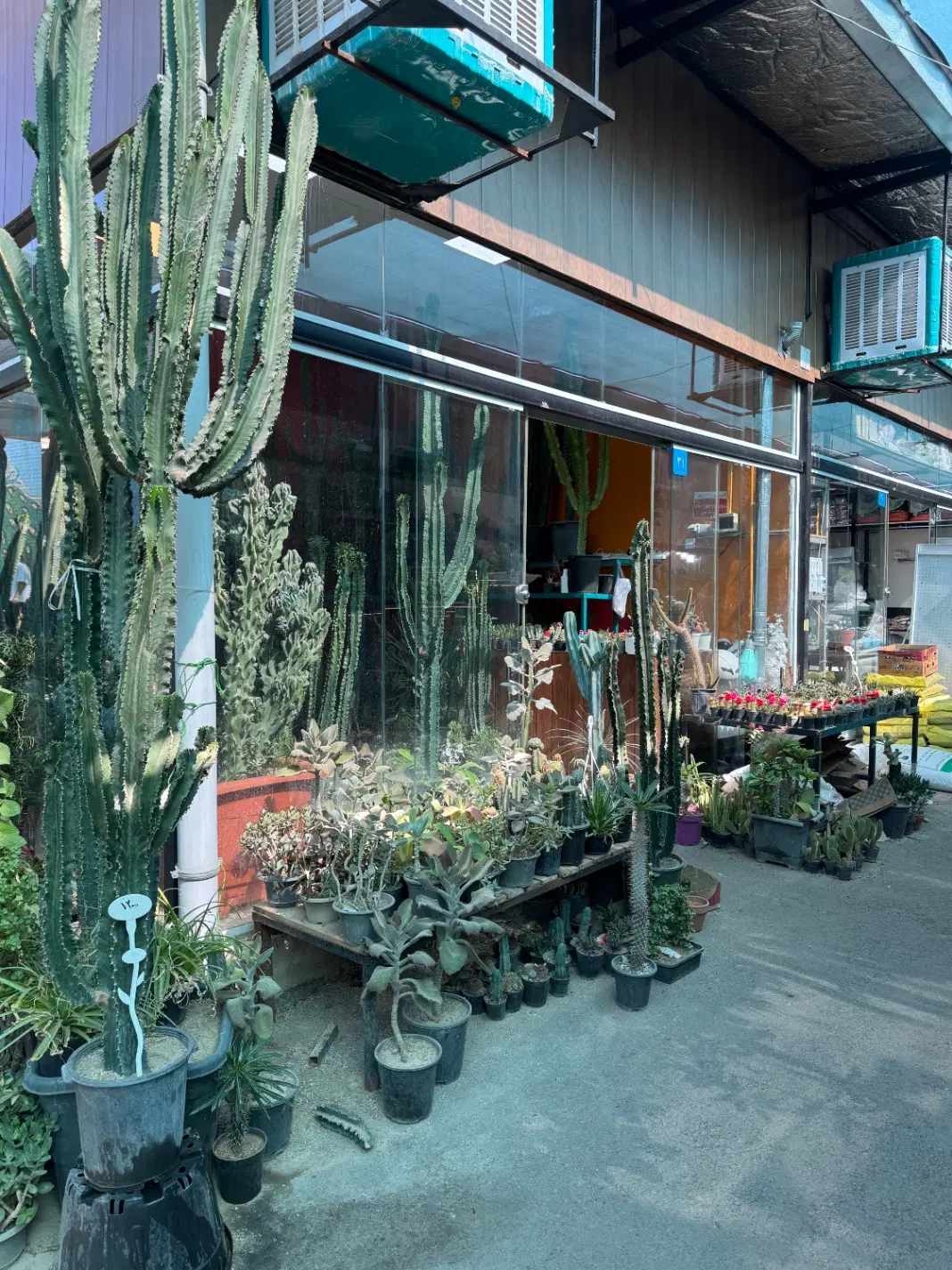 اجاره غرفه کاکتوس
