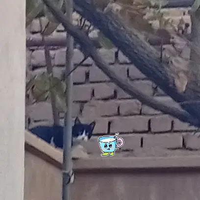 خونه