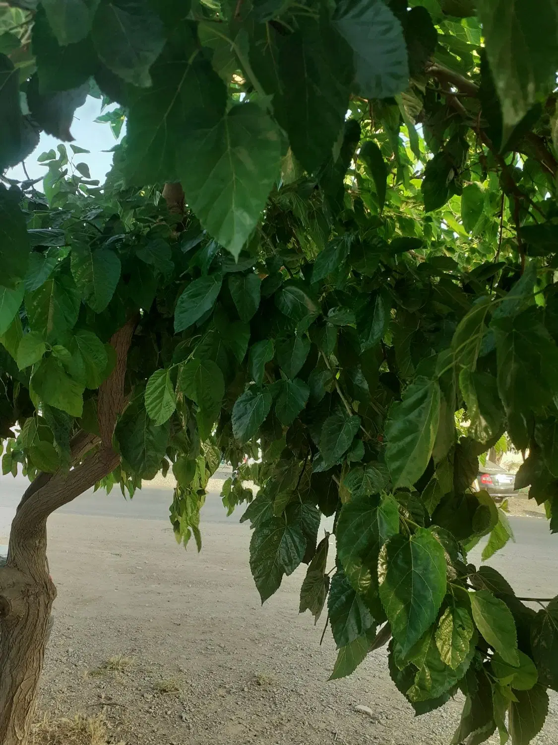 باغ فروشی