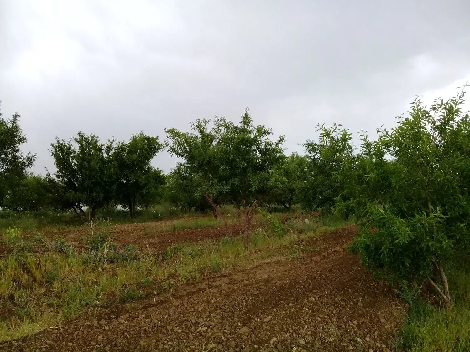 فروش زمین