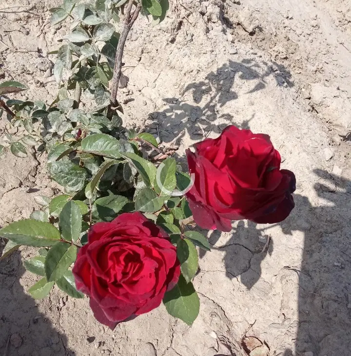 باغ وبنا قیمت داده شده فقط برای ثبت آگهی هست
