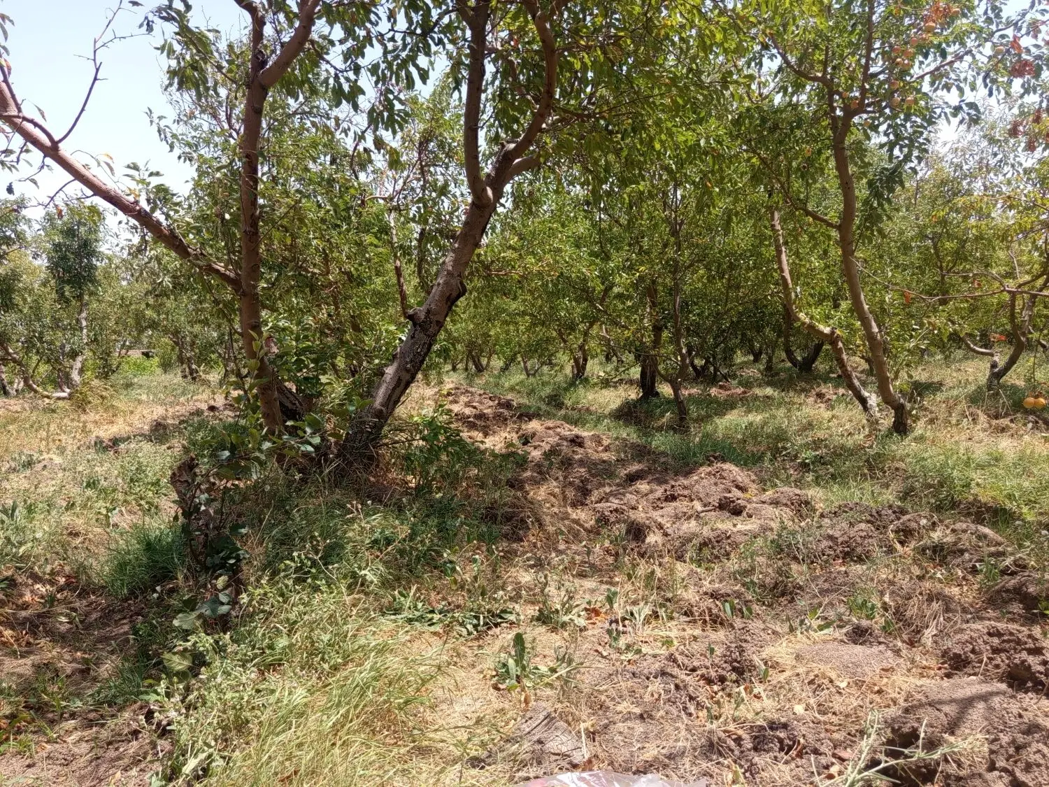 1350متر باغ میوه با سهمیه آب و برق