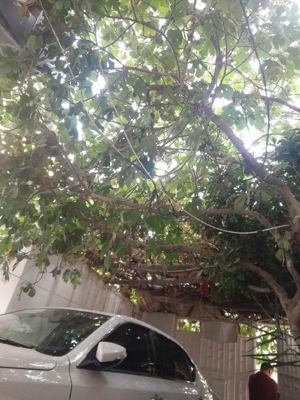 خانه ویلایی فروشی نصر کوچه 18 پلاک18