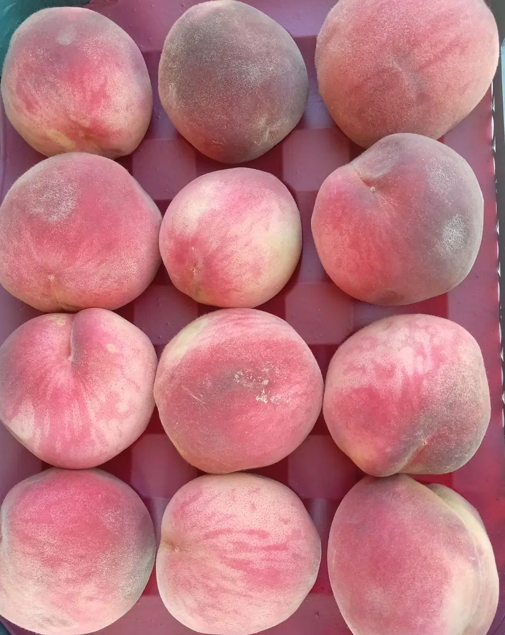 میوه فروشی