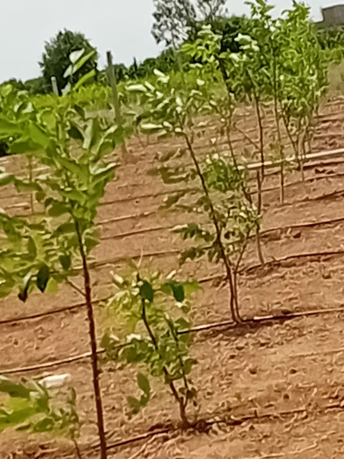 فروش باغ میوه درشهرتاکستان