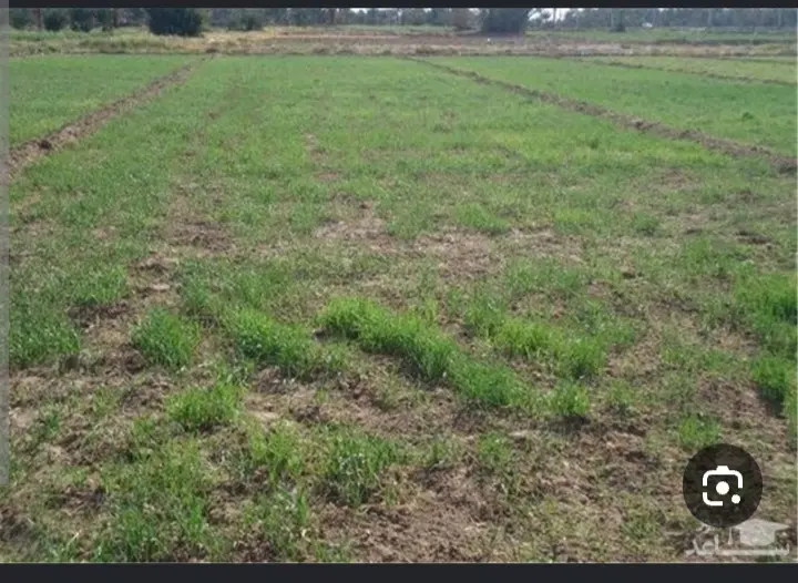 فروش زمین حاصل خیز کشاورزی درروستای ریحان