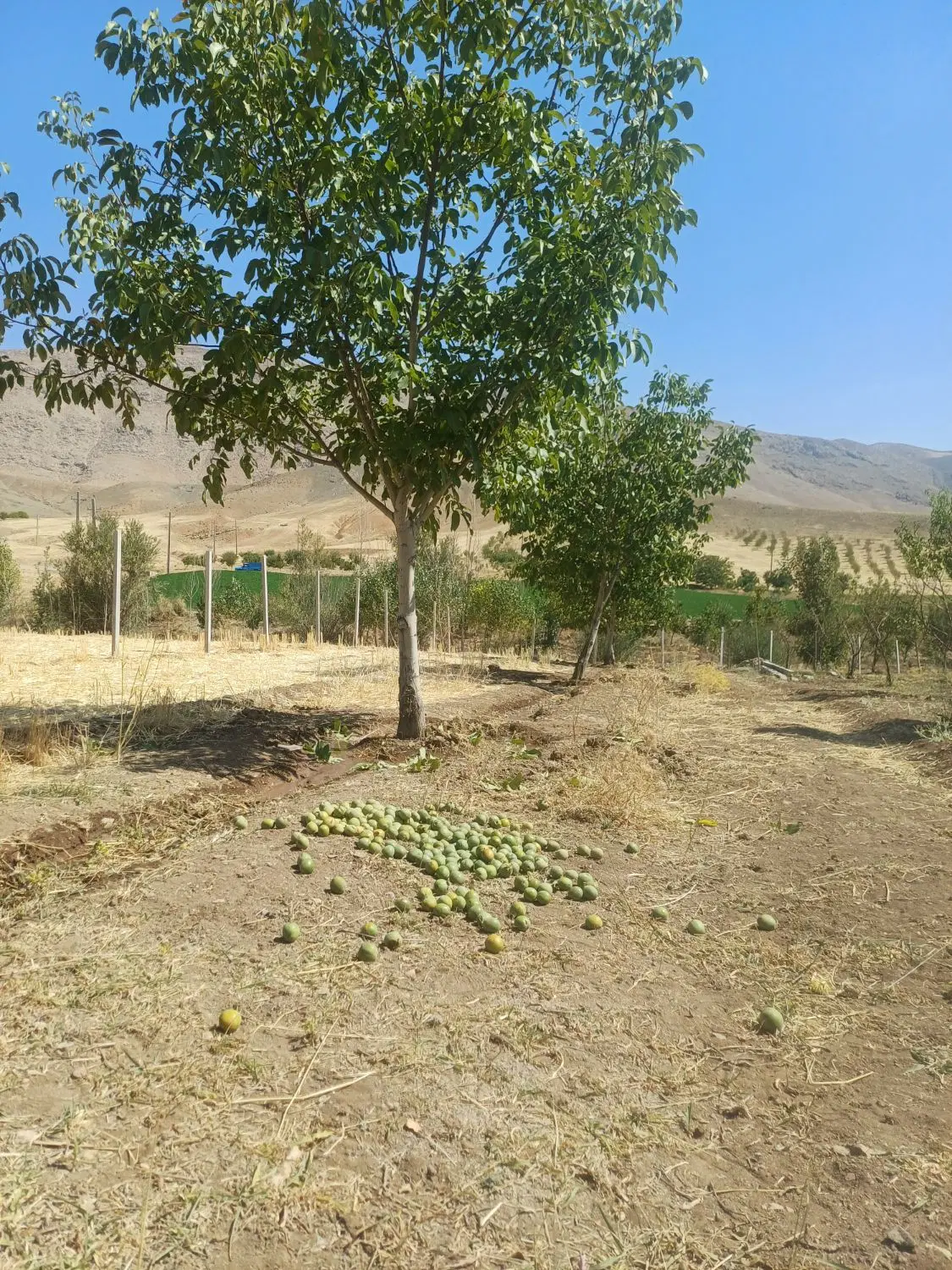 زمین پشته جزایری
