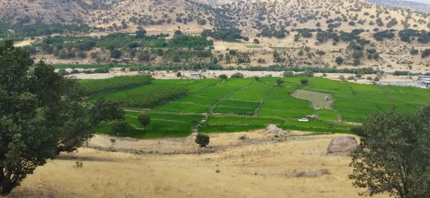 زمین برنج کاری