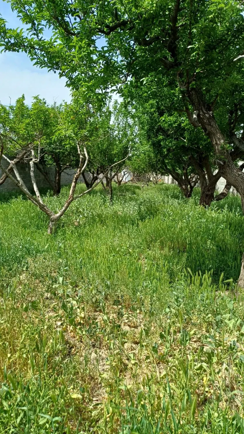 زمین ۴۰۰ متر چهارباغ خیابان طاها