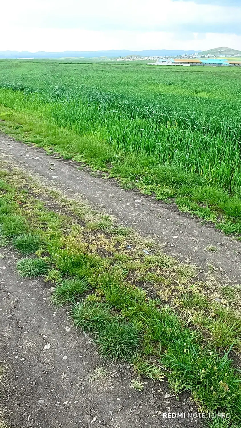 زمین کشاورزی روستای دگرماندرق نمین