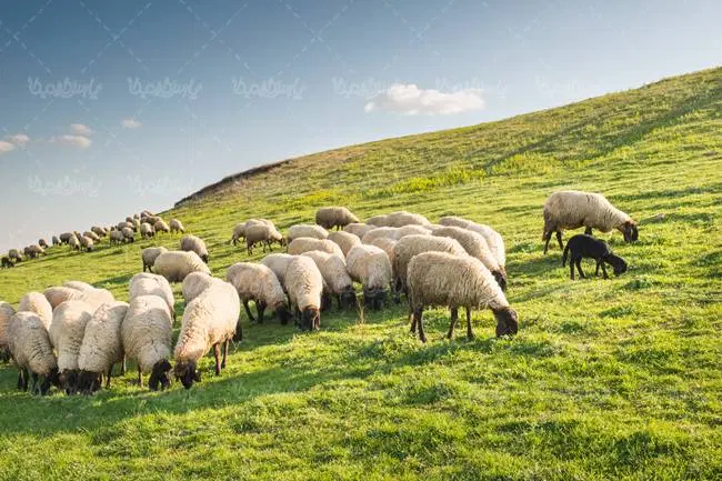پروانه مرتع کویر