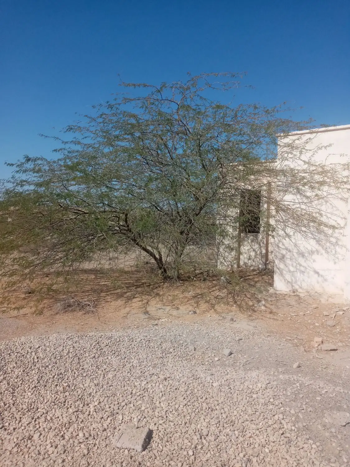 فروش زمین روستای باغو