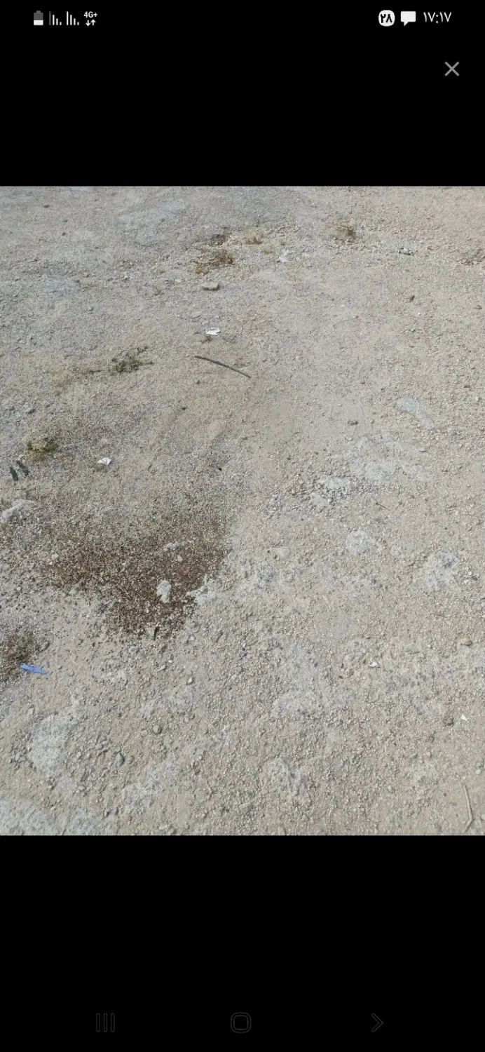 زمین گورک گله بندی