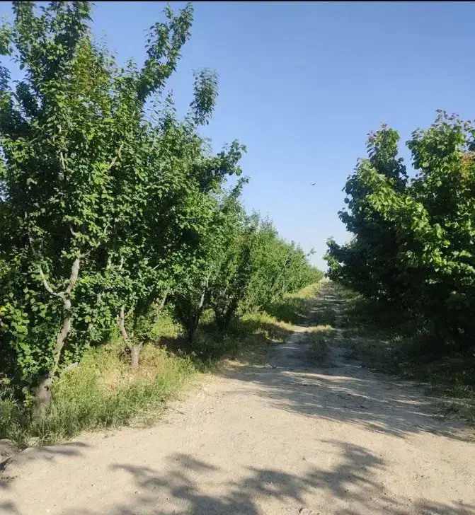 باغچه.۵۰۰متری سند دار قجرآباد
