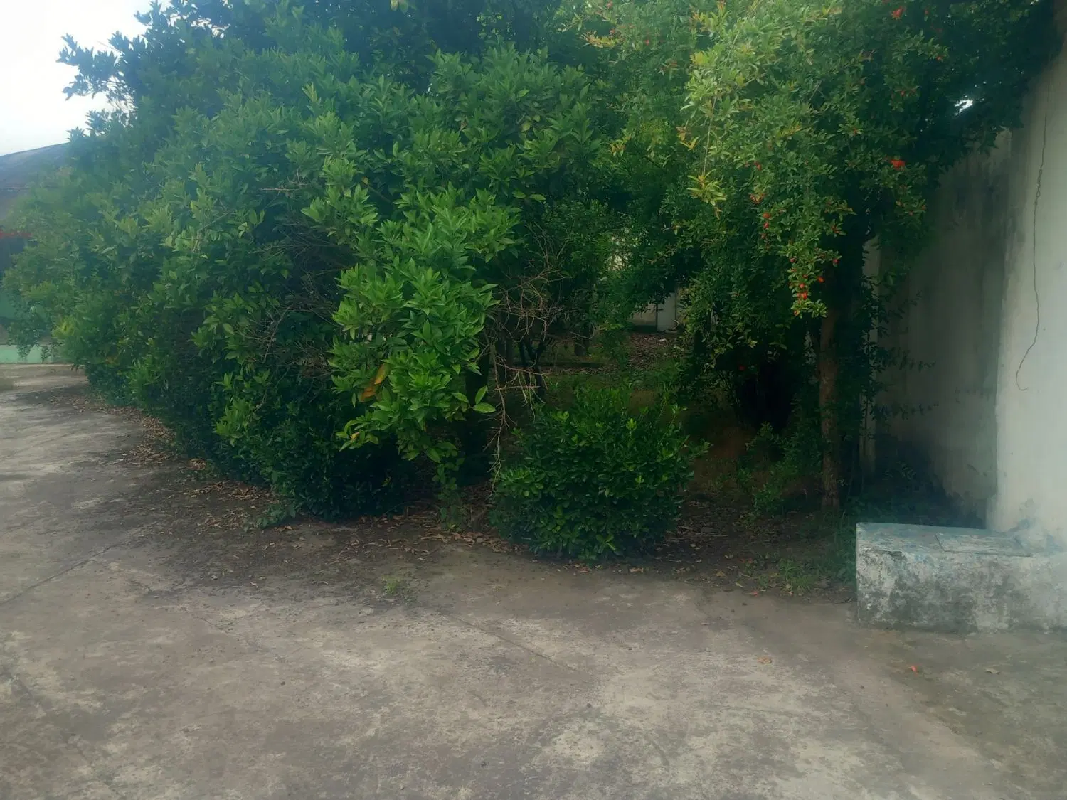یک دستگاه خونه باغ
