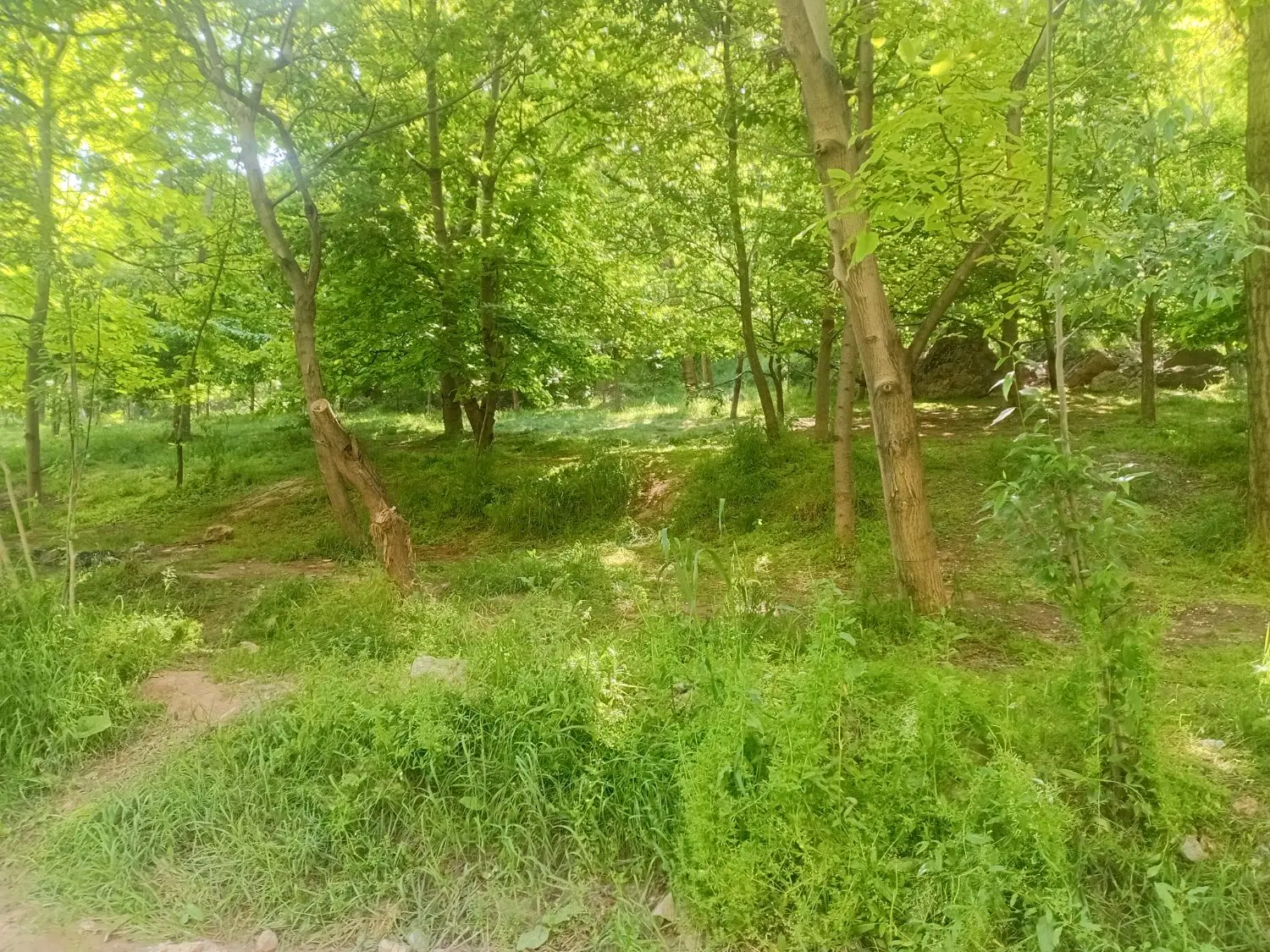 یک قطعه زمین ۱۰۰ متری پورسینا