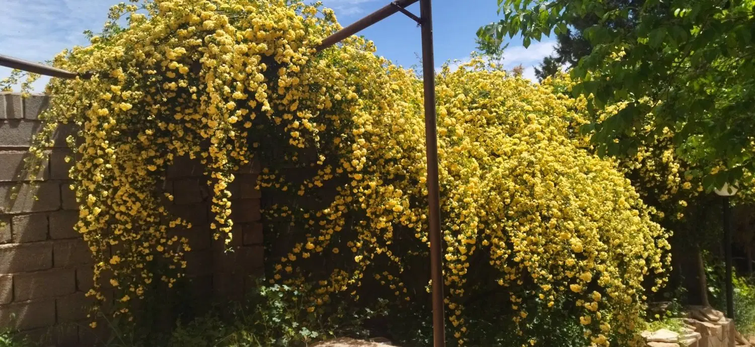 فروش باغ سفره‌خانه فرصت سرمایه‌گذاری